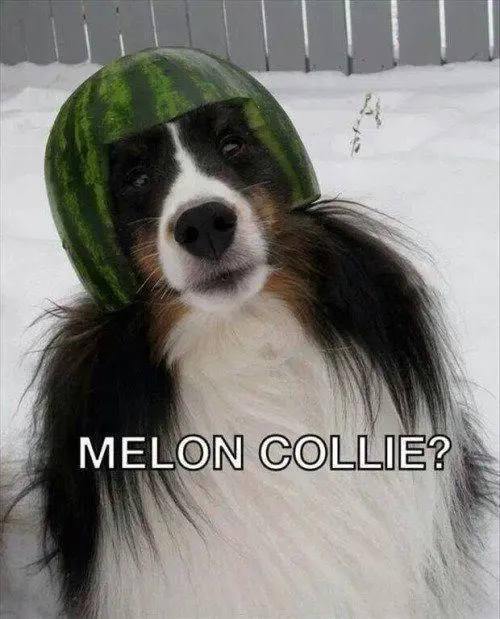 melon collie.webp