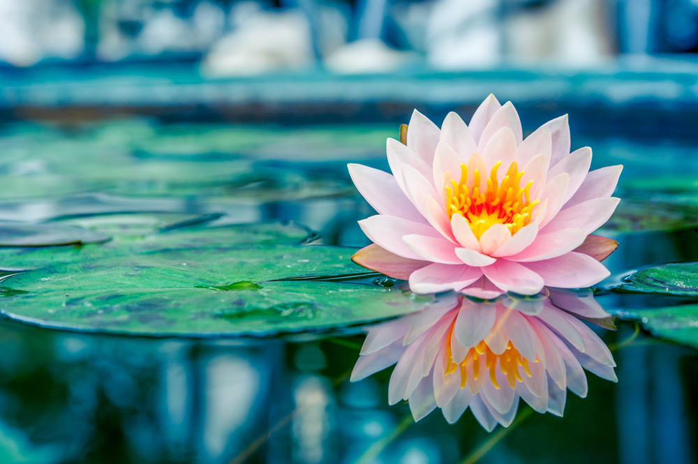 lotus-flower.jpg